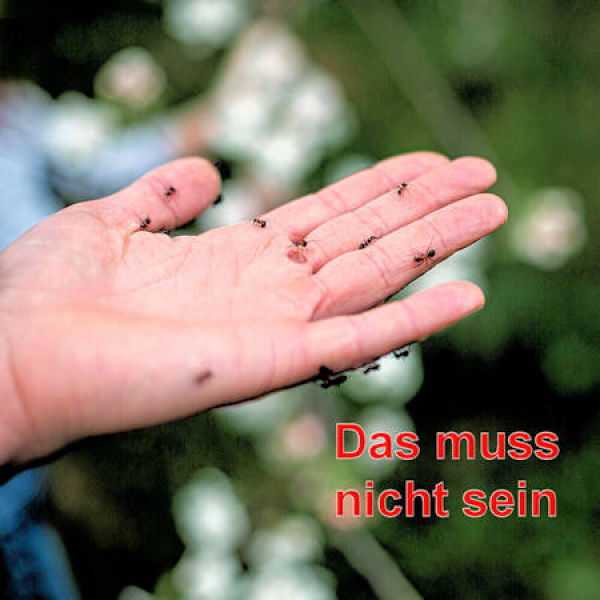 AMEISENMITTEL Pulver Streu Gießmittel Ameisenabwehr gegen Ameisen Reinex 250g